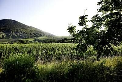 03-weingut-gerhard-klein.jpg