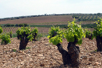 01-grandes-vinos-y-vinedos.jpg